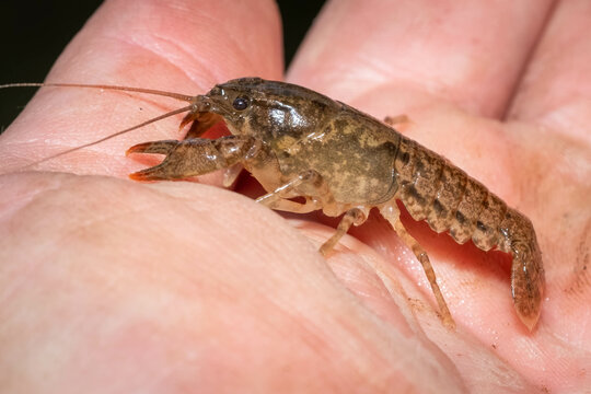 Side view of\a Crayfish or Crawdad found in a creek. Raleigh, North Carolina.