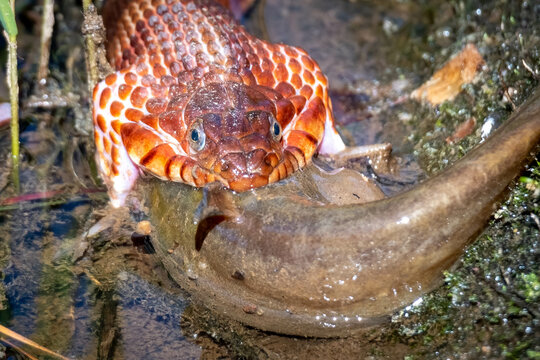 Front view of a Northern Water Snake taking its time to swallow down a relatively large catfish. Raleigh, North Carolina.