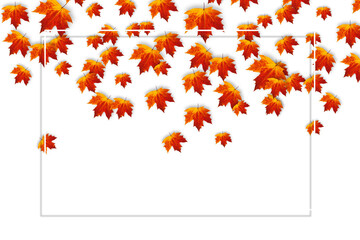 Autumn maple leaf isolated on transparent background. Creative layout made of leaves with white frame.
