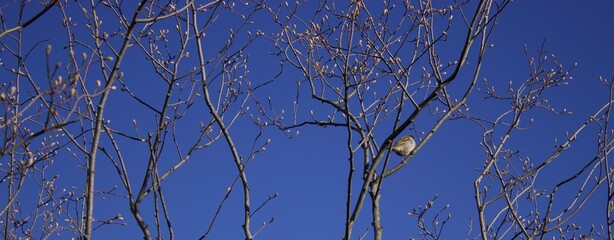 perched bird 