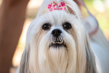 A lhasa apso close up while in city square. - obrazy, fototapety, plakaty