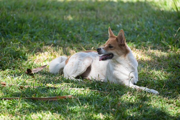 mongrel dog lying on the grass in a square in the city center
