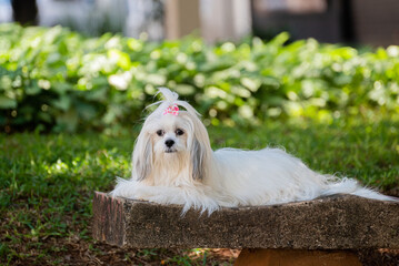 A lhasa apso laying on a city square bench.