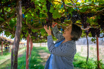 Elderly woman vineyard cutting grapes in the vineyard