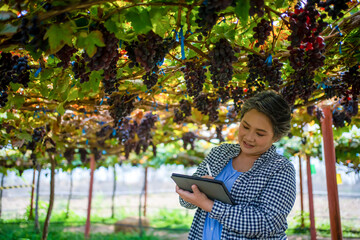 An elderly woman owner of a vineyard is using a tablet to work and check the quality of grapes and fruit in the vineyard.