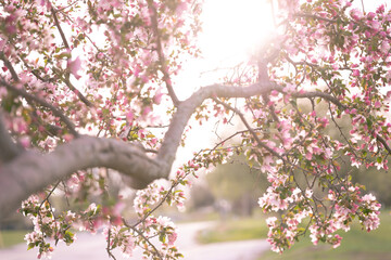 Fototapeta na wymiar pink cherry blossom tree at sunset with a blue sky