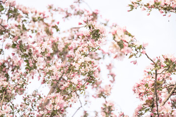 pink cherry blossom in spring