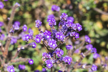 purple desert lavender