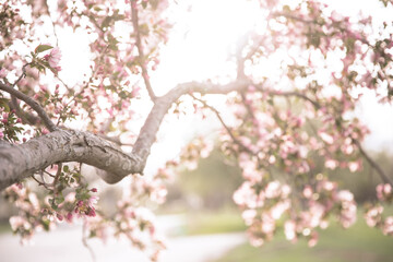 blossom in spring with the sun shining 