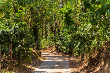 Coffee Plantation in summer at Karnataka Mudigere