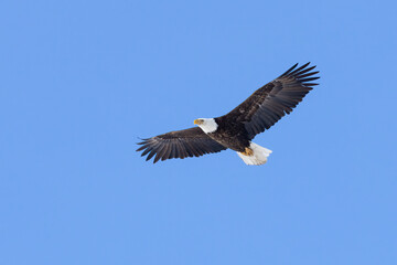 Fototapeta na wymiar Soaring Under a Blue Sky. This Bald Eagle (Haliaeetus leucocephalus) has wings spread wide and it wheels and glides overhead. Iconic raptor and bird of prey. 