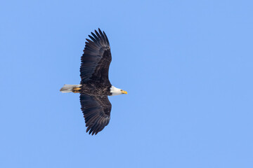 Wide Wings of an American Icon. A Bald Eagle (Haliaeetus leucocephalus) soars across a clear blue sky