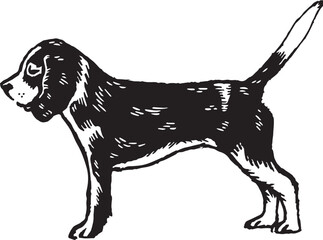 vintage black and white beagle dog