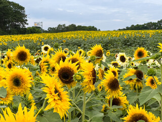 Obraz premium 満開のヒマワリ（北海道北竜町ひまわりの里）