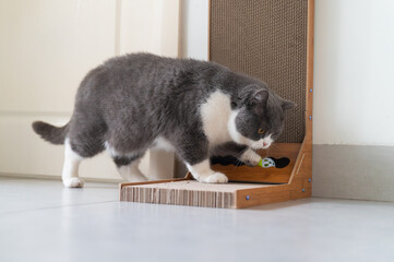 British shorthair cat playing with a scratcher toy