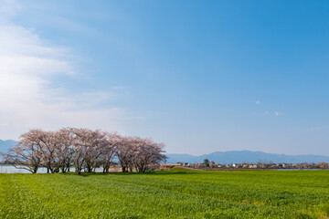 青空広がる春の日　田んぼと桜並木