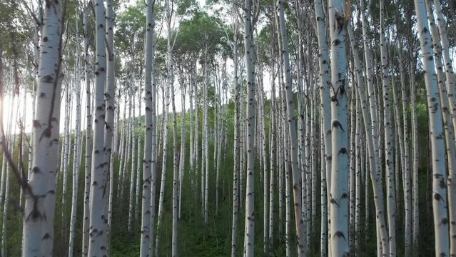 Colorado Aspen forest drone flying between trees