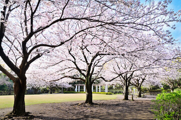 公園の満開の桜並木