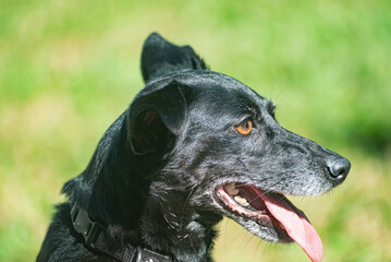 a famale black mongrel dog waiting for her toy in a square in the city center