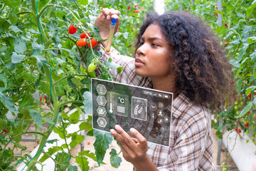 young woman is a student of agriculture Learn about tomato farming