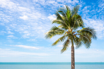 Fototapeta na wymiar Summer with coconut trees sandy beach and blue sea.
