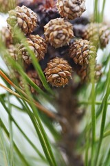 Close up of pine cones on a tree branch. Shallow depth of field.