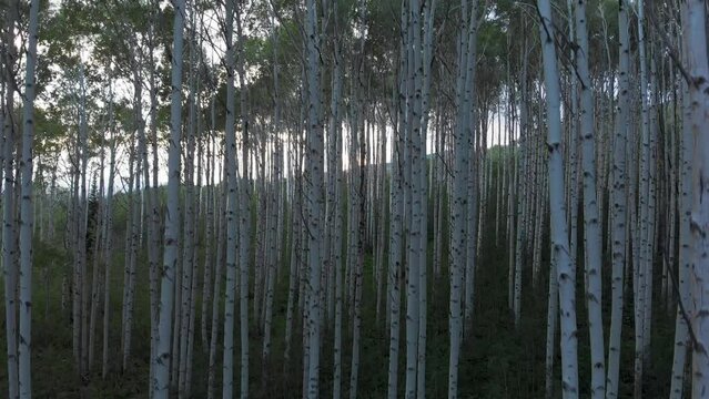 Colorado Aspen forest drone flying above trees to reveal mountains