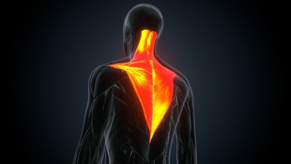 Anatomy of a trapezius. Skeleton. 3d Illustration 
