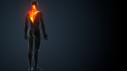 Obraz premium Anatomy of a trapezius. Skeleton. 3d Illustration 