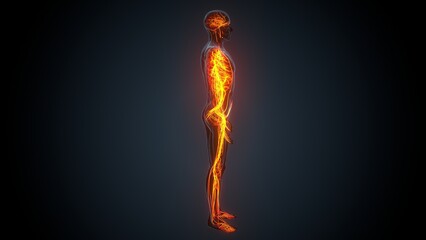 3d Illustration of an isolated human nervous system
