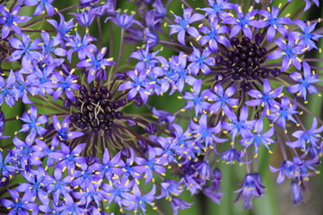 庭に咲く青いオオツルボの花