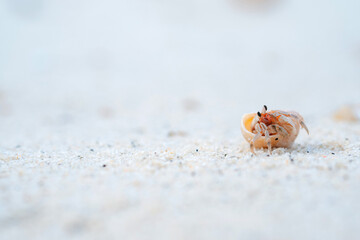 Small hermit crab on sandy beach background with cute bright colors. Copy space.