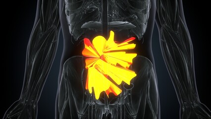 human skeleton muscle anatomy. 3d render - obrazy, fototapety, plakaty