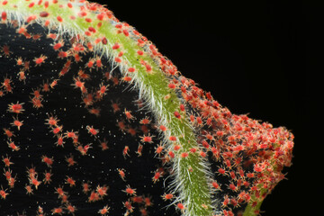Super macro photo of group of Red Spider Mite infestation on green vegetable. Insect concept.