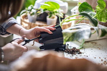 Woman gardener hands transplant variegated monstera scattered soil ground garden tools table closeup