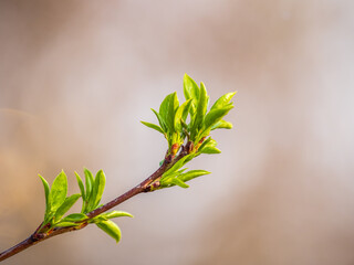 Green bushes with young leaves in the sunset