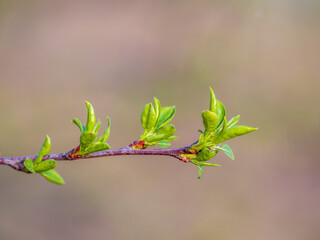 Green bushes with young leaves in the sunset