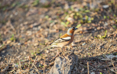 Common chaffinch, Fringilla coelebs, sits on the ground in spring. Common chaffinch in wildlife.