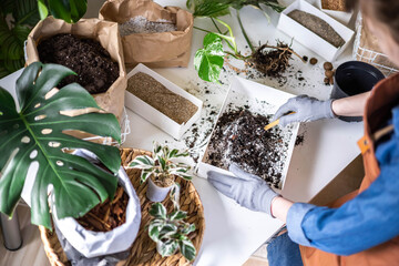 Female gardener hands mixing priming ground soil variegated monstera transplant top view closeup