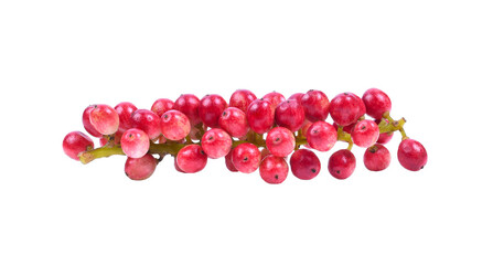 Antidesma puncticulatum  Thai Blueberry Fruit (Mamao) isolated on transparent png