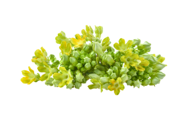 Cowslip creeper on transparent png