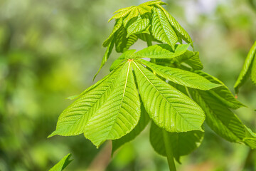 Green Chestnut Leaves in beautiful light. Spring season, spring colors.