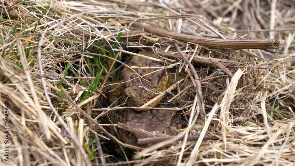 Poster static shot of 2 frogs hiding in a hole in a grass field