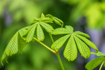 Green Chestnut Leaves in beautiful light. Spring season, spring colors.