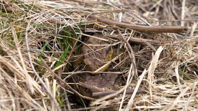 Static shot of 2 frogs hiding in a hole in a grass field