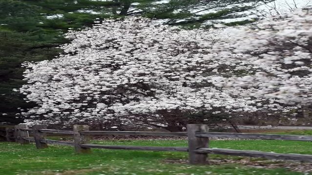 Magnolia tree blossoms in the wind