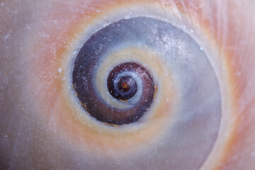 Background image of closeup seashell texture.	
