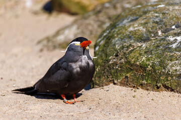 a close up of an Inca Sea Swallow