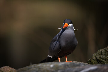 a close up of an Inca Sea Swallow