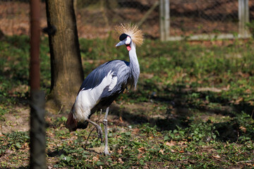 portrait of a crowned crane at the zoo